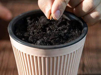 Planting apple seeds in a pot. The farmer's hands are planting the seed of an apple tree. The concept of growing an apple tree from seed.